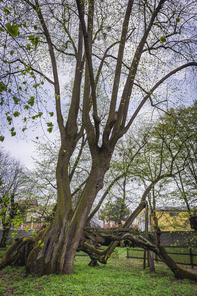 Дерево вапна в парку поруч із замком Бзенец (Чехія). - Фото, зображення