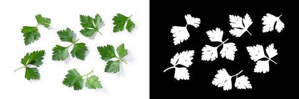 フラット leaved パセリ (遺伝セリ科植物の葉)、トップ ビュー - 写真・画像