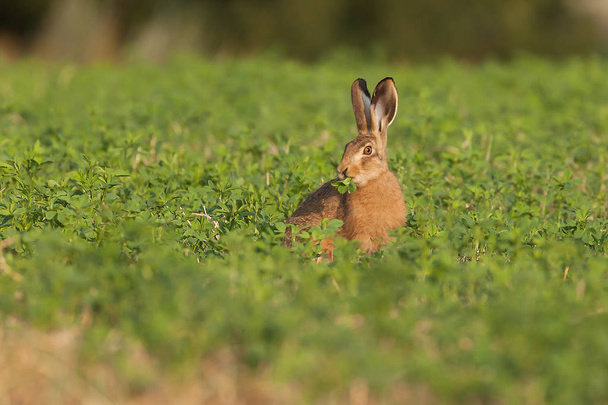 Cute brown hare sat in a field eating the crops for breakfast. Wild animal chewing vegetation in Norfolk England - Photo, Image