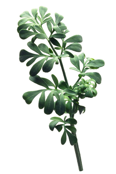 Rue, a herb-of-grace (Ruta graveolens) plant - Photo, Image