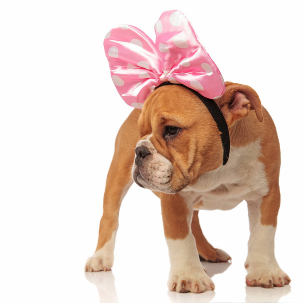 curious english bulldog puppy wearing a pink ribbon on head stands on white background and looks to side - Foto, Imagen