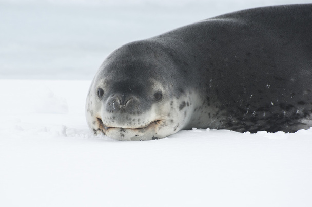 Retrato de una foca de leopardo sobre el hielo en la Antártida
. - Foto, imagen
