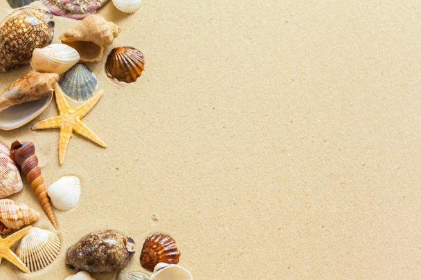  Seashells on beach sand with copy space - 写真・画像