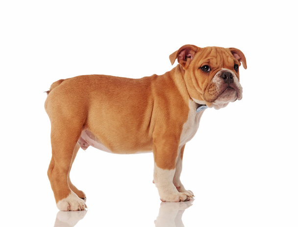 Beyefendi İngilizce bulldog köpek yavrusu ayakta beyaz zemin üzerine siyah noktalı bir beyaz papyon giyiyor iken yan görünüm - Fotoğraf, Görsel