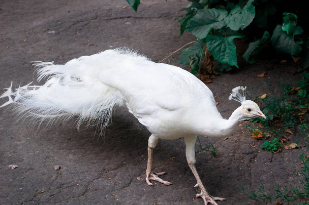 Peafowl di uccello bianco come la neve peahen con corona passeggiate a terra nello zoo
 - Foto, immagini