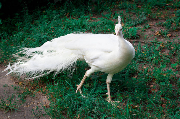 Pêssego pássaro branco-neve com coroa caminha na grama verde no zoológico
 - Foto, Imagem