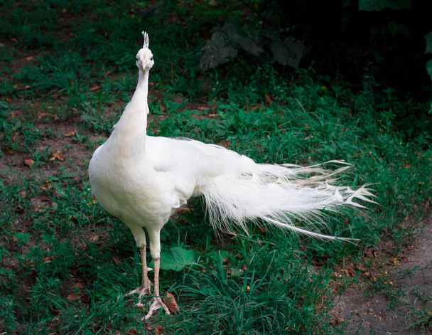 Pájaro blanco como la nieve Peafowl Peahen con corona camina sobre hierba verde en zoológico
 - Foto, imagen