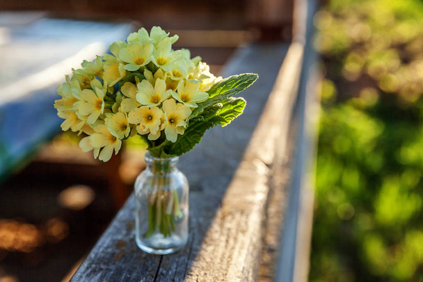 Primrose Primula with yellow flowers. - Photo, Image