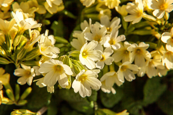 Kankalin - Szártalan kankalin kis növény, sárga virágok között sziklák levelek alom a tavaszi vagy nyári kerthelyiség - Fotó, kép