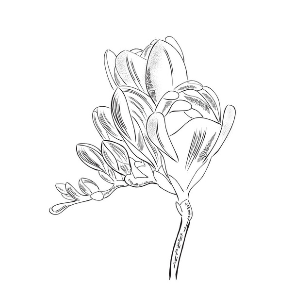 白い背景のベクトル形式上分離された手描き下ろしアウトライン フリージア花 - ベクター画像