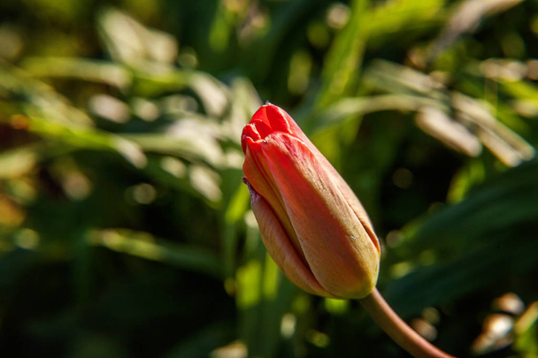 Flor tulipán rojo comienzan a florecer brotes. Jardín o parque de primavera o verano floral natural inspirador bajo la luz del sol suave y fondo borroso bokeh. Colorida ecología floreciente naturaleza paisaje
 - Foto, imagen
