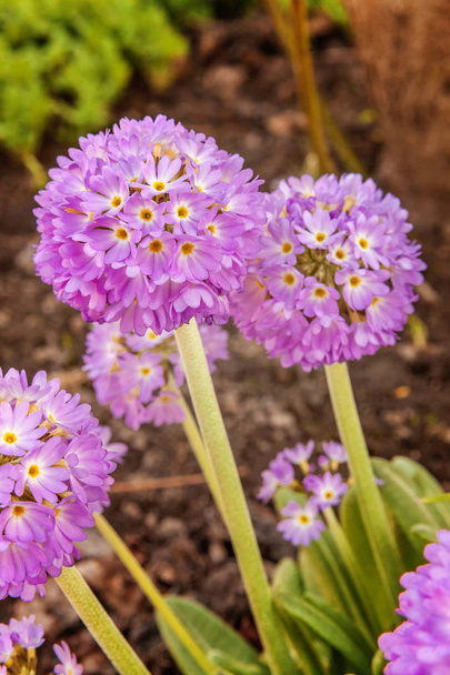 Kankalin Primula, lila virágok. Inspiráló természetes virágos-tavaszi vagy nyári virágzó kert vagy park puha napfény és homályos bokeh háttér. Színes virágzó ökológia természetvédelmi táj - Fotó, kép