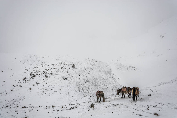 Horses on the Snow-covered Thorong La pass on a cloudy day, Nepal.  - Photo, image