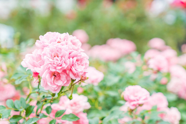 rose flower in garden - soft focus point - Valokuva, kuva