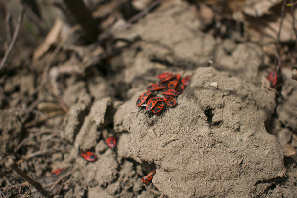 Soldado Bug e sua família
 - Foto, Imagem