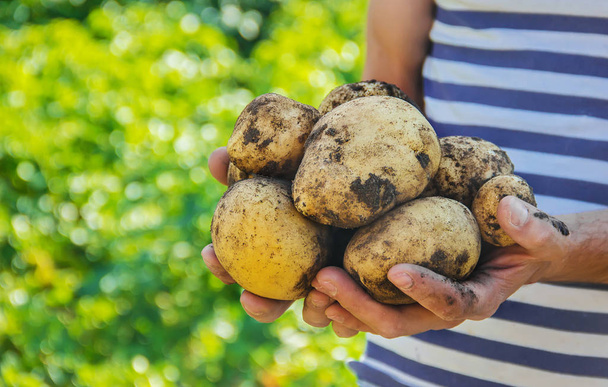 Hausgemachtes Bio-Gemüse in den Händen männlicher Kartoffeln. Selektiver Fokus. Natur. - Foto, Bild