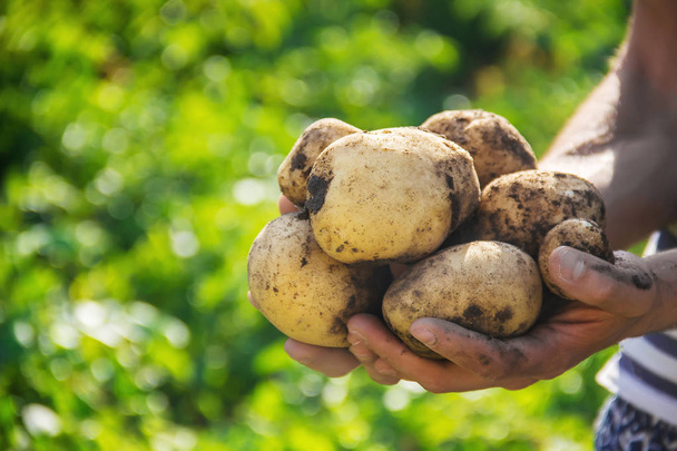 органические домашние овощи в руках мужского картофеля. Выборочный фокус. природа
. - Фото, изображение