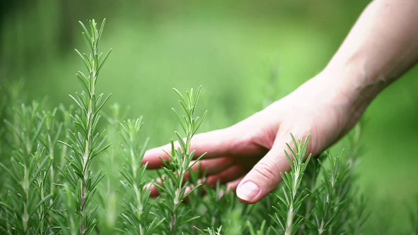 Rosemary zbliżenie zielony zioło świeży - Materiał filmowy, wideo