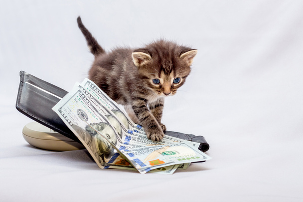 ein kleines Kätzchen in der Nähe einer Geldbörse mit Dollars. Unternehmensgewinne zählen - Foto, Bild