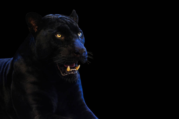 Panther mit schwarzem Hintergrund für Schrift - Foto, Bild