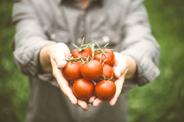 Tomato harvest. Farmers hands with freshly harvested tomatoes. - Foto, immagini