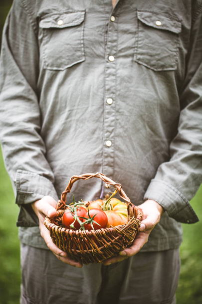 Tomato harvest. Farmers hands with freshly harvested tomatoes. - Photo, image