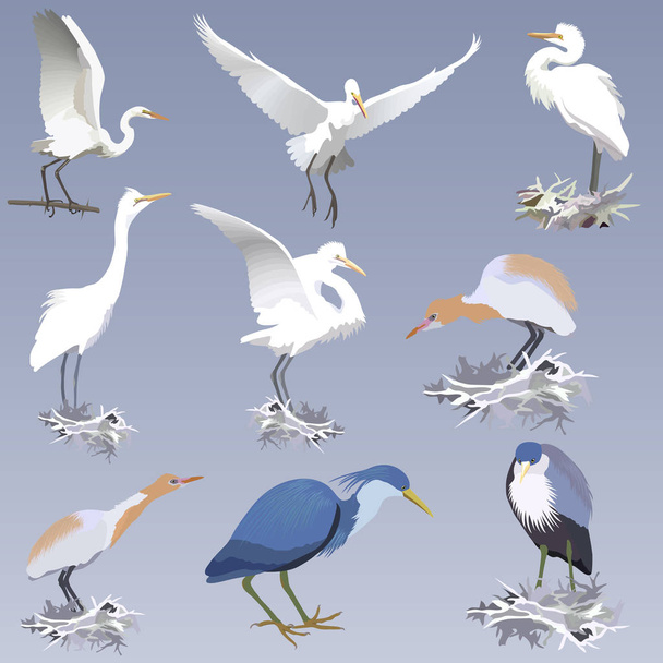 set of realistic herons of different species in different postures - on the nests, on a branch.  Pied heron, big white heron and cattle egret - Vector, Image