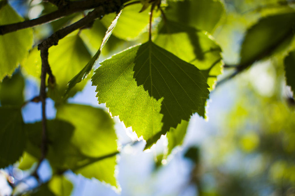 groene bladeren glans door de zon - Foto, afbeelding