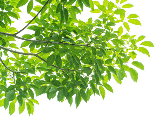 foglie verdi isolate su sfondo bianco - Foto, immagini