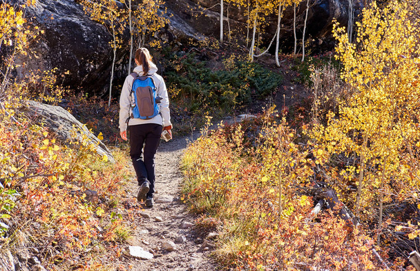 Turista mujer caminando por sendero en el bosque de álamo en otoño en el Parque Nacional de las Montañas Rocosas. Colorado, Estados Unidos
.  - Foto, imagen