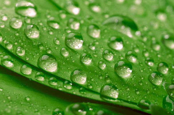 Green leaf with waterdrops - Zdjęcie, obraz