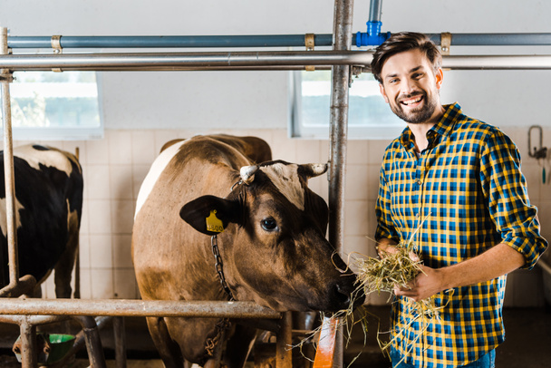 granjero guapo alimentación vaca con heno en estable
 - Foto, Imagen