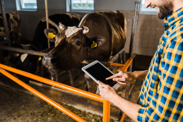 oříznutý obraz zemědělce používat tablet ve stáji s krávy - Fotografie, Obrázek