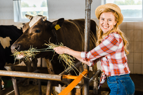 smiling attractive farmer feeding cows with hay in stable - Photo, Image