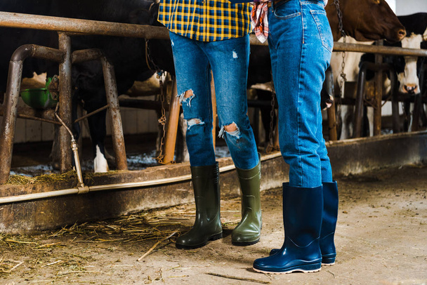 cropped image of couple of farmers standing in stable in rubber boots - Zdjęcie, obraz