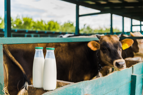 állandó, stabil, üveg tejet a kerítés, előtérben a tehenek - Fotó, kép