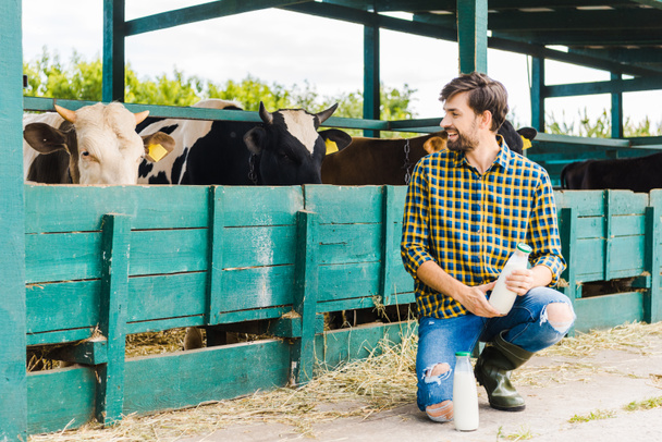 onnellinen maanviljelijä kyykyssä, katsot vakaa lehmiä ja tilalla pullo maitoa
 - Valokuva, kuva