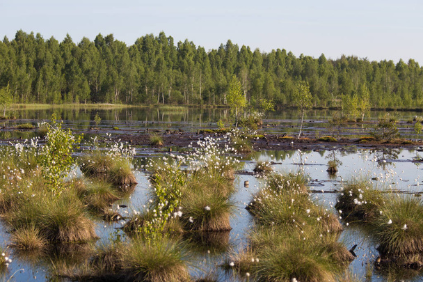 Cottongrass roste v prostředí přírodním bažina. Trsy trávy v weltalnds na Lotyšsko, Severní Evropa. - Fotografie, Obrázek