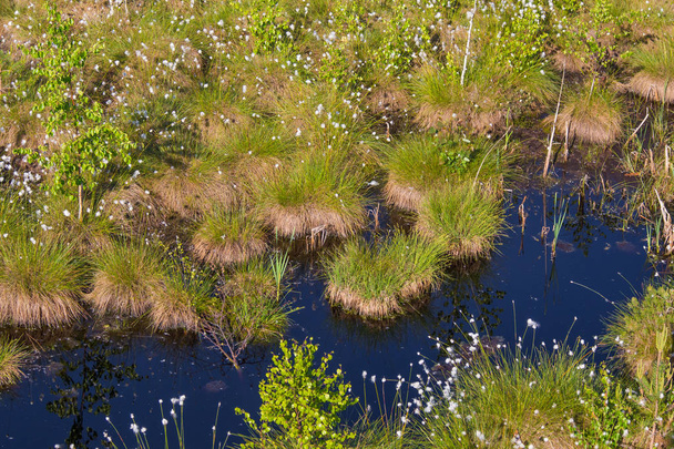 A Cottongrass növekszik a természetes mocsár élőhely. Fű csomók a weltalnds-ban, Lettországban, Észak-Európa. - Fotó, kép