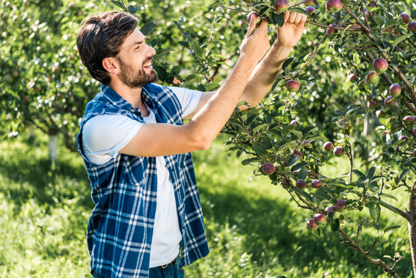 hermoso sonriente granjero tocando manzana en árbol en jardín
 - Foto, imagen
