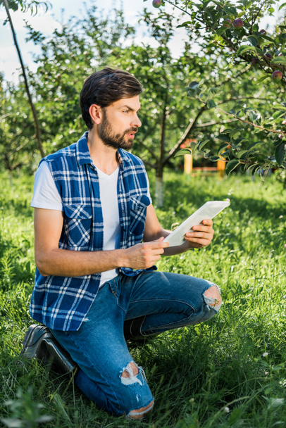 granjero guapo en cuclillas, sosteniendo la tableta en el jardín de manzanas en la granja y mirando hacia otro lado
 - Foto, imagen
