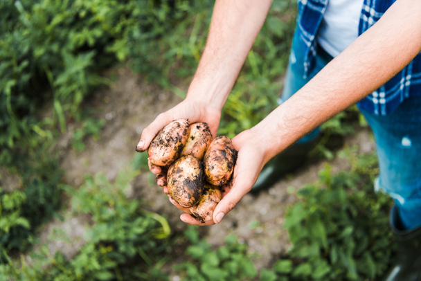 Geschnittenes Bild eines Bauern, der reife Kartoffeln auf dem Feld in den Händen hält  - Foto, Bild