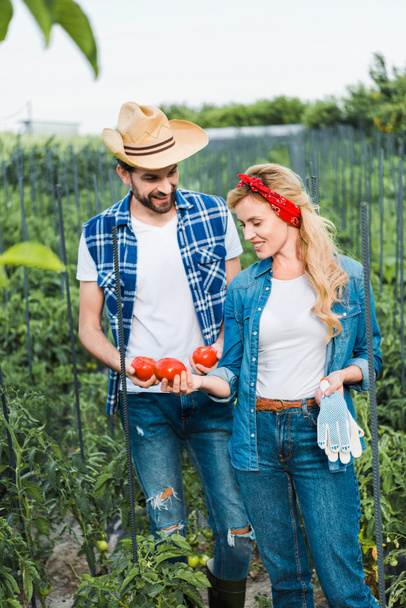 paar van boeren op zoek naar rijpe tomaten in veld op boerderij - Foto, afbeelding