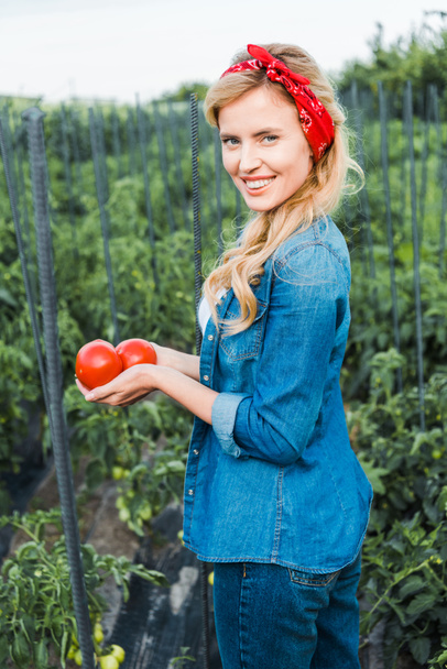 atraktivní zemědělec zralý organických rajčat v poli na farmě - Fotografie, Obrázek