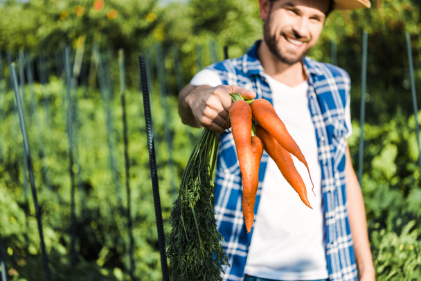 fazendeiro bonito mostrando cenouras orgânicas no campo na fazenda
 - Foto, Imagem