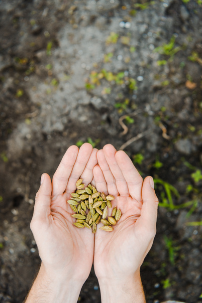geschnittenes Bild eines Bauern mit Kardamom-Samen in der Hand auf einem Feld auf einem Bauernhof - Foto, Bild