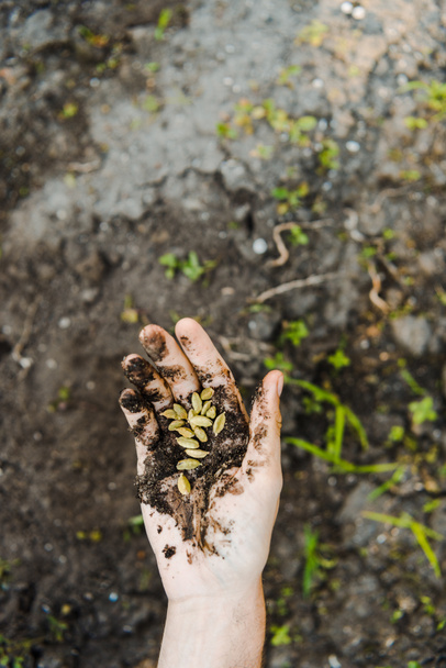 Imagen recortada del agricultor sosteniendo semillas de cardamomo con tierra en la mano
 - Foto, imagen