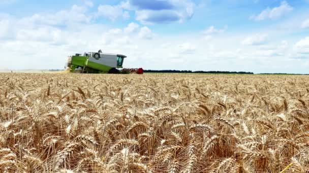 Combine maakt een zomer oogst van graan, 4k Video Clip - Video