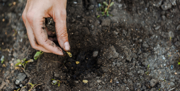 Imagen recortada del agricultor plantando semillas de cardamomo en el suelo
 - Foto, Imagen