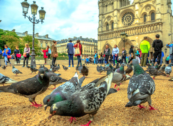 Notre Dame pigeon - Zdjęcie, obraz